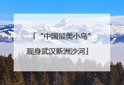 “中国最美小鸟”现身武汉新洲沙河